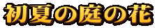 初夏の庭の花