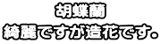 胡蝶蘭 綺麗ですが造花です。