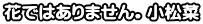 花ではありません。小松菜