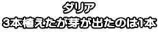 ダリア 3本植えたが芽が出たのは1本