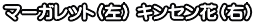 マーガレット（左） キンセン花（右）