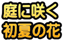 庭に咲く 初夏の花