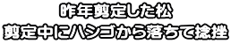 昨年剪定した松 剪定中にハシゴから落ちて捻挫